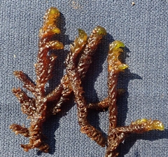 Scorpidium scorpioides