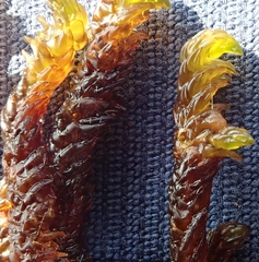 Scorpidium scorpioides