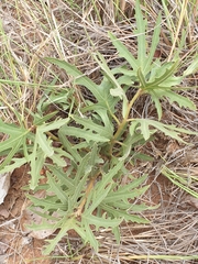 Jatropha erythropoda