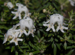 Westringia dampieri