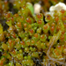 American Earwort - Photo (c) Brian Starzomski, some rights reserved (CC BY-NC), uploaded by Brian Starzomski