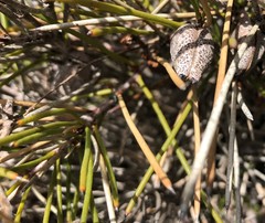 Hakea vittata