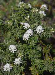 Westringia dampieri