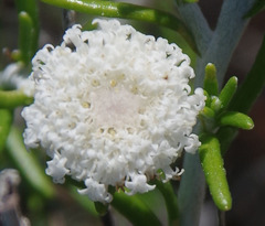 Asteridea nivea