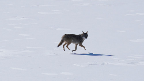 Coyote photographed in Wisconsin