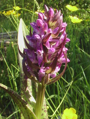 Dactylorhiza incarnata