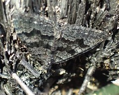 Xanthorhoe anthracinata