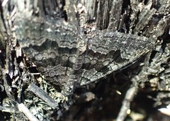 Xanthorhoe anthracinata