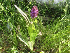 Dactylorhiza incarnata