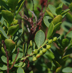 Phyllanthus scaber