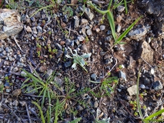Hesperevax sparsiflora