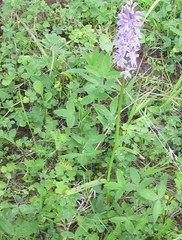 Dactylorhiza fuchsii