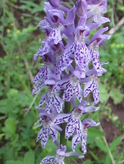 Dactylorhiza fuchsii