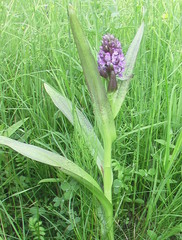 Dactylorhiza incarnata