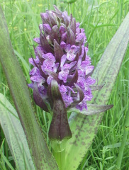 Dactylorhiza incarnata