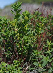 Phyllanthus scaber