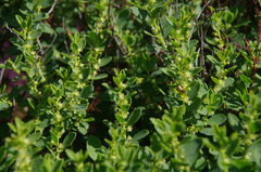 Phyllanthus scaber