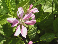 Rubus arcticus