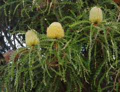 Banksia speciosa