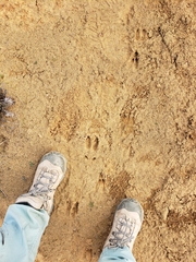 Cervus canadensis nannodes