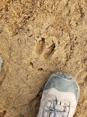 Cervus canadensis nannodes