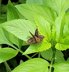 Polytremis lubricans