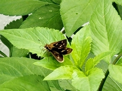 Polytremis lubricans