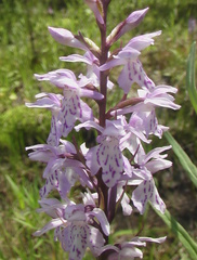 Dactylorhiza fuchsii