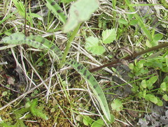 Dactylorhiza fuchsii