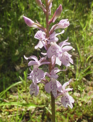 Dactylorhiza fuchsii