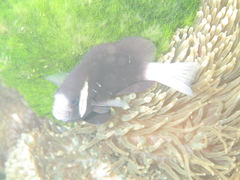 Amphiprion mccullochi