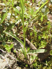 Dactylorhiza fuchsii