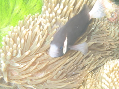 Amphiprion mccullochi
