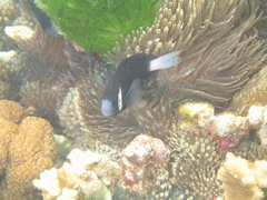Amphiprion mccullochi