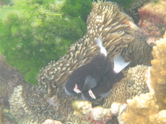 Amphiprion mccullochi
