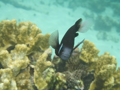 Amphiprion mccullochi