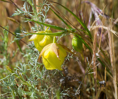 Calochortus pulchellus