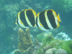 Chaetodon tricinctus