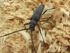 Monochamus sutor