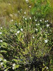 Stilbe albiflora