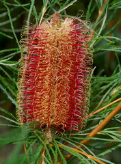 Banksia occidentalis
