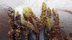 Scorpidium scorpioides