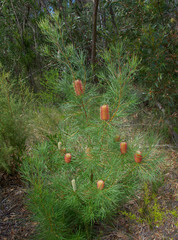 Banksia occidentalis