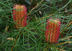 Banksia occidentalis