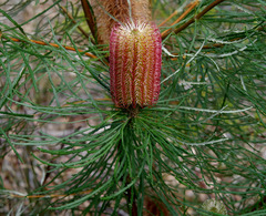 Banksia occidentalis