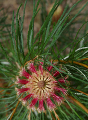Banksia occidentalis