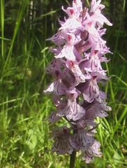 Dactylorhiza fuchsii