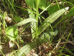 Dactylorhiza fuchsii