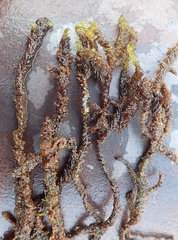 Scorpidium scorpioides