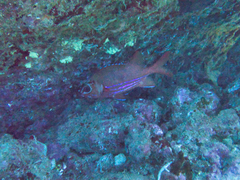 Sargocentron tiere